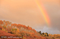 彩虹在白杨森林，科罗拉多州
Rainbow over aspen forest, Colorado