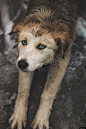 狗 动物 犬 宠物 哺乳动物 金毛猎犬 动物摄影图片图片壁纸