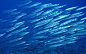 蓝色海底世界壁纸