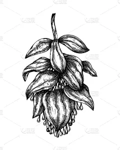 绘画插图,背景分离,热带气候,复古风格,枝繁叶茂,棕榈叶,植物,水果,菲律宾,夏天