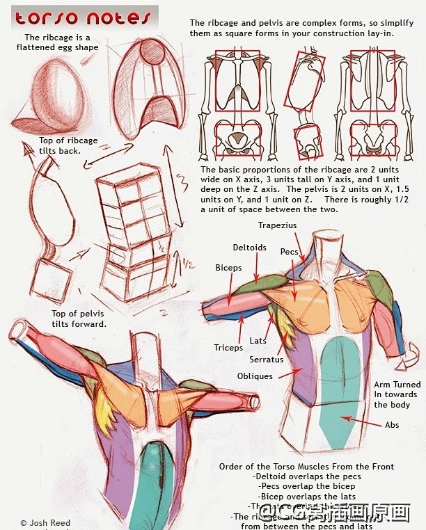 #绘画参考#  人体结构与体块 ​​​​