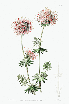 Y00000采集到植物