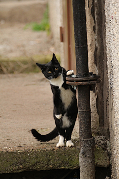 白痴范丶猫猫猫猫小呆╮采集到萌宠