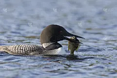 常见的笨蛋钓鱼