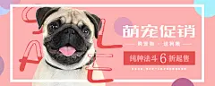 宠物banner