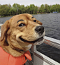 Latest Internet Trend Dogs With Eyebrows