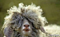 据说是某草原拍到的乞丐羊——犀利羊