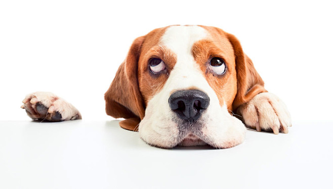 趴着的小狗图片