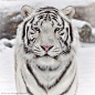 关于500像素由谢尔盖·gladyshev的照片雪猫