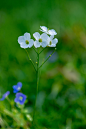 Udo Heimes在 500px 上的照片a small pointed flower