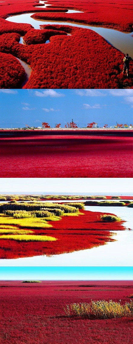 盘锦红海滩，大美湿地，绝色天成！