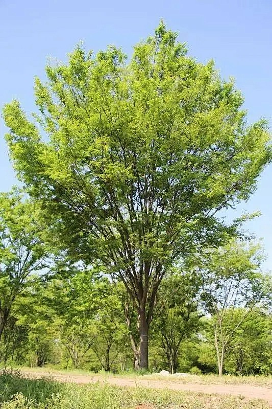 榉树
