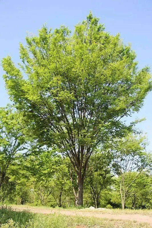 榉树-花瓣网
