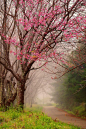 ~ ~野生樱桃树~喜马拉雅Doi Inthanon公园，chingmai，泰国~ ~
~~Wild Himalayan Cherry Tree ~ Doi Inthanon National Park, Chingmai, Thailand by  ~~