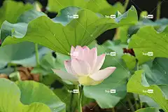 莲花 花 粉红色的花 花瓣 粉红色的花瓣 花壁纸 美丽的花朵 盛开