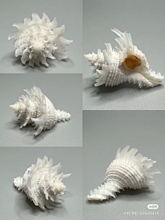 邪恶派ed采集到贝壳 鱼 海