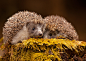 hedgehogs by Robert Adamec on 500px