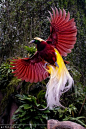 Greater Birds of Paradise in flight: 