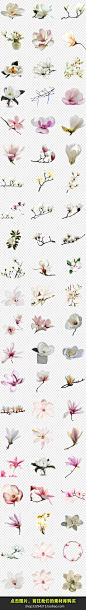 90款白色清新玉兰兰花花卉花朵背景PNG免扣素材