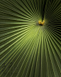 Fan Palm by ManDog, via Flickr