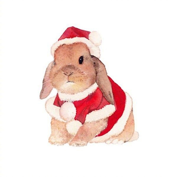 #每天画唠# 
日本网红兔puipui
...