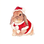 #每天画唠# 
日本网红兔puipui
也太可爱了叭！
Via：林淑莹Echo- ​​​​