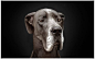 Ralph Hargarten-拟人表情的小狗肖像 | IMGII在线视觉杂志