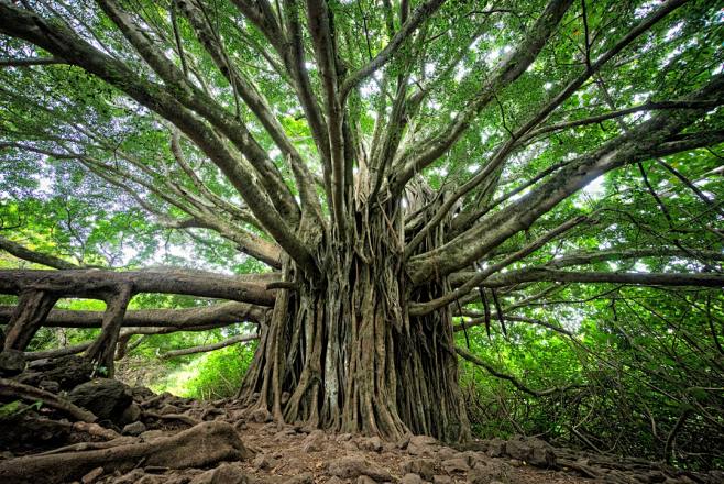 treebranchtrunkbranchesgrowthrootmauihawaiigreenlights