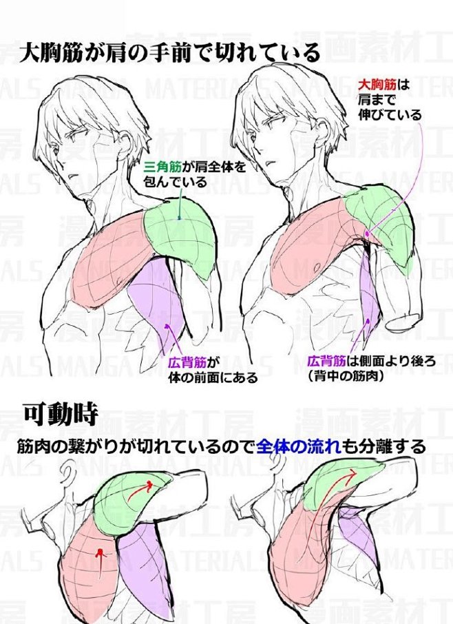 #绘画教程# 肩部胸部画法 教程来自：漫...