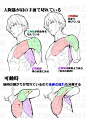 #绘画教程# 肩部胸部画法 教程来自：漫画素材工房 O网页链接 ​​​​