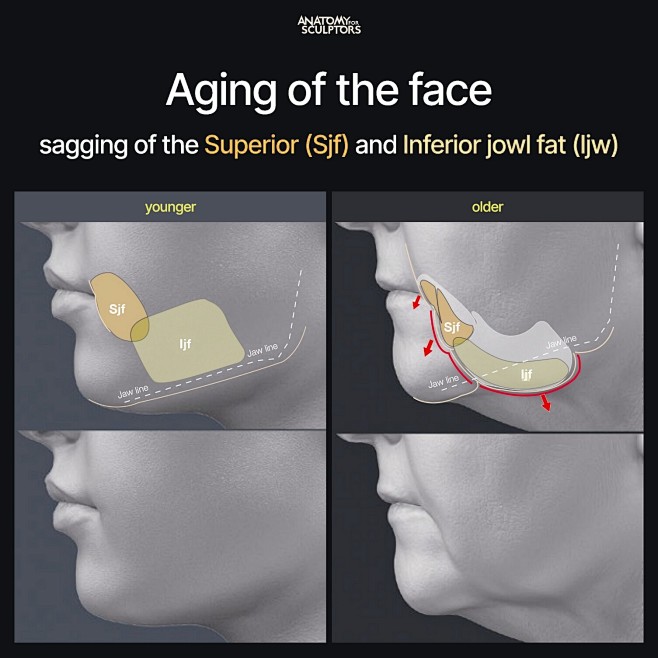 Aging of the face