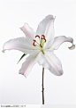 花卉造型-盛开的白色百合