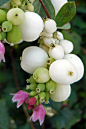 Snowberry (symphoricarpus albus) | Flickr - Photo Sharing!