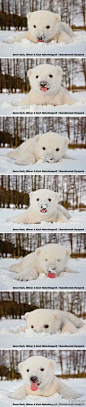 小北极熊第一年见到下雪，立刻就欢乐了 ！！！！