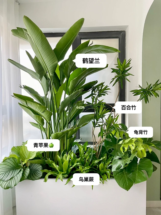 家庭绿植组合