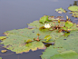 睡莲的珠芽繁殖----中国科学院西双版纳热带植物园
睡莲科睡莲属睡莲是睡莲科睡莲属植物（Nymphaea）的通称