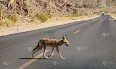 土狼过马路