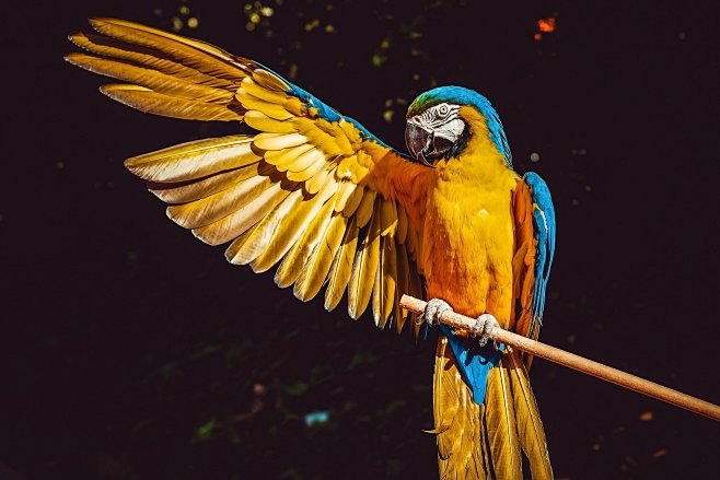 parrot-3601194_1920