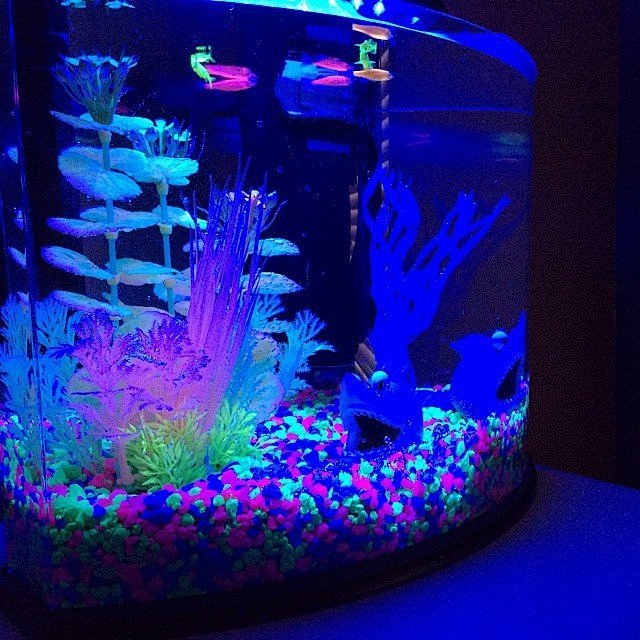 Fancy - GloFish Aqua...