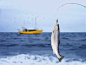 钓鱼竿上的鲑鱼，钓鱼，鱼钩，鱼竿，捕鱼，采集于Macdown.com预览图，超清原图请到Macdown下载。