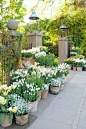 Spring white containers with bulbs...