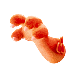 爪子
