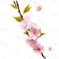 桃花花朵12