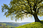 Old Oak Tree with scenic view in Early Spring, Odenwald, Hesse, Germany by Radius Images on 500px