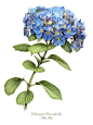 Hydrangea: 