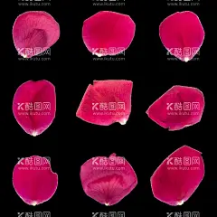 花瓣  - 源文件下载【酷图网】花瓣,玫瑰花瓣,花卉,花朵,免扣花,玫瑰,红蓝玫瑰,月季,北欧风格元素,绿叶植物,贺卡,花草,花卉植物,鲜花,