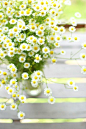 beautiful Chamomile: 