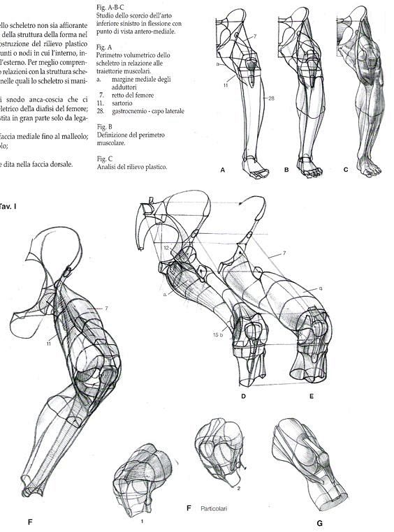 Struttura uomo 3    ...