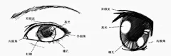 动漫绘画教程I动漫人物眼睛的绘制