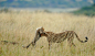 Viewers' Choice for Nature: Tender Moment - Everyday in Mara starts with something new and different and day ends with memorable experiences with spectacular photographs. I was very lucky to sight and photograph Malaika, the name of this female Cheetah, a